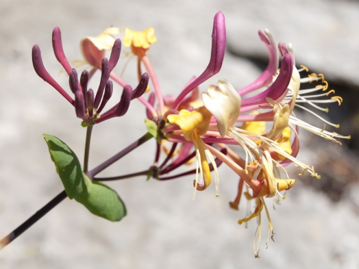 Annexe Chèvrefeuille.png