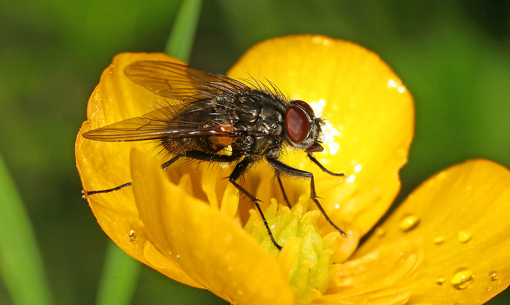 Annexe Thricops semicinereus on Ranunculus acris.jpg