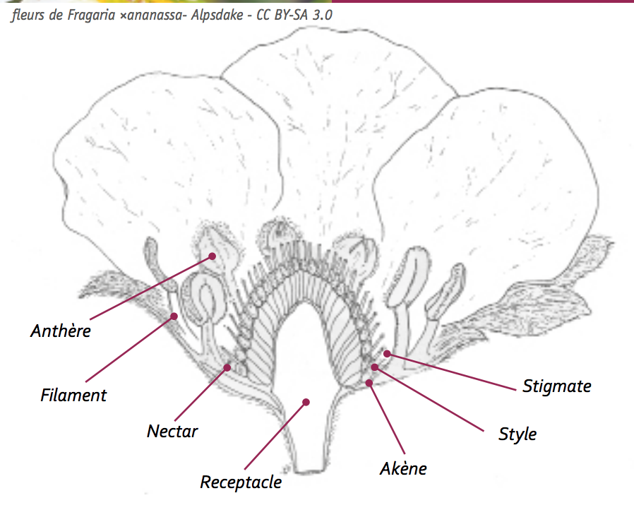 Annexe Capture d’écran 2020-04-26 à 18.04.55.png