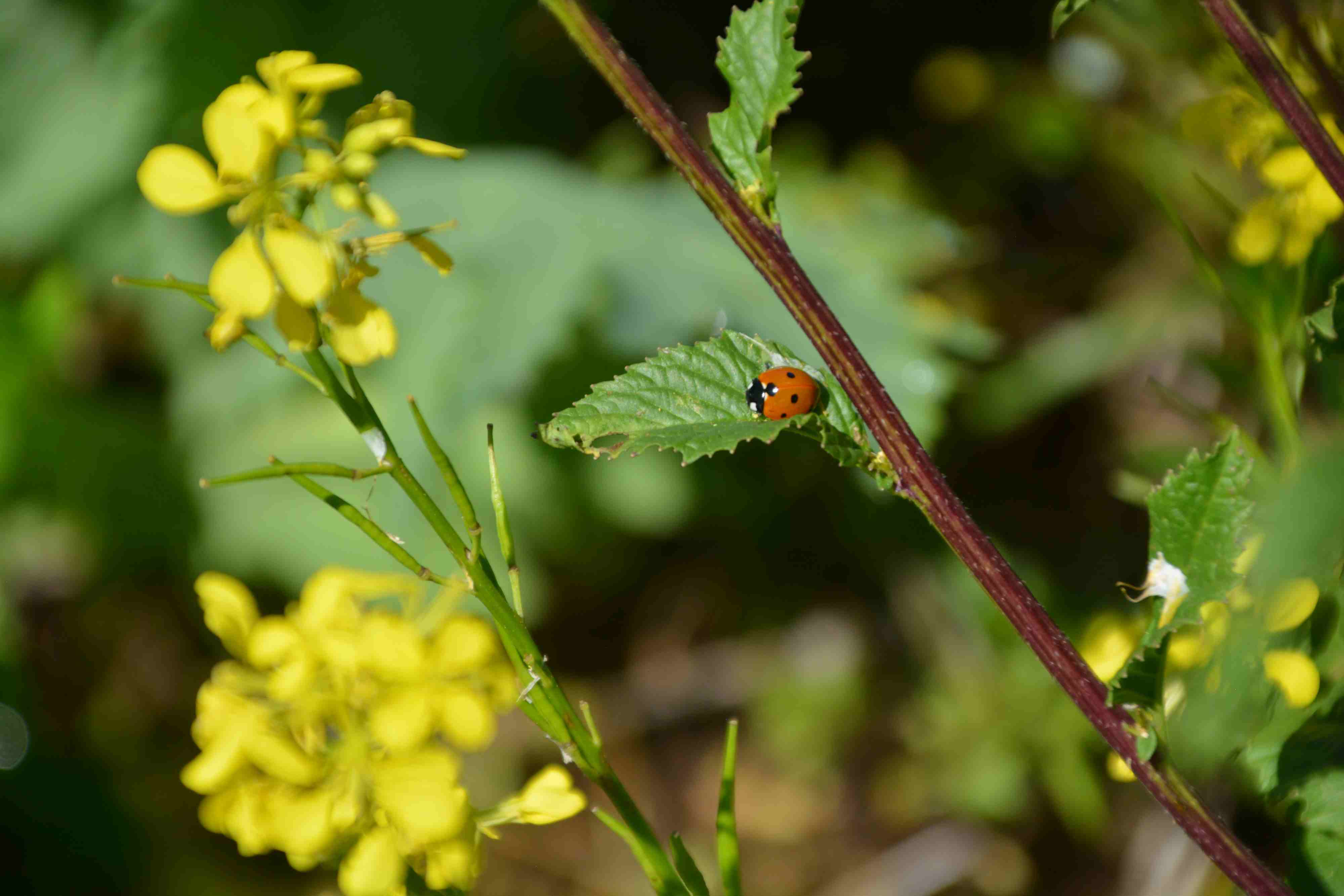 Annexe Coccinelle dans engrais vert.JPG