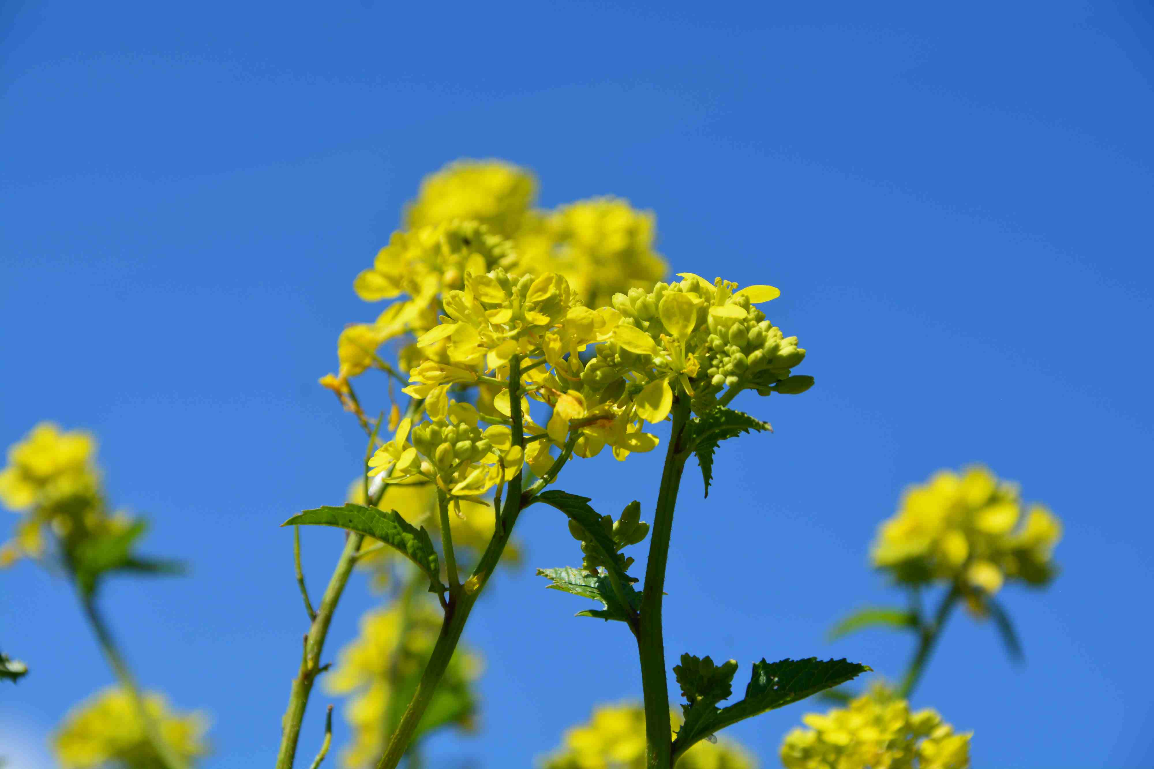 Annexe Fleur de Moudarde.JPG