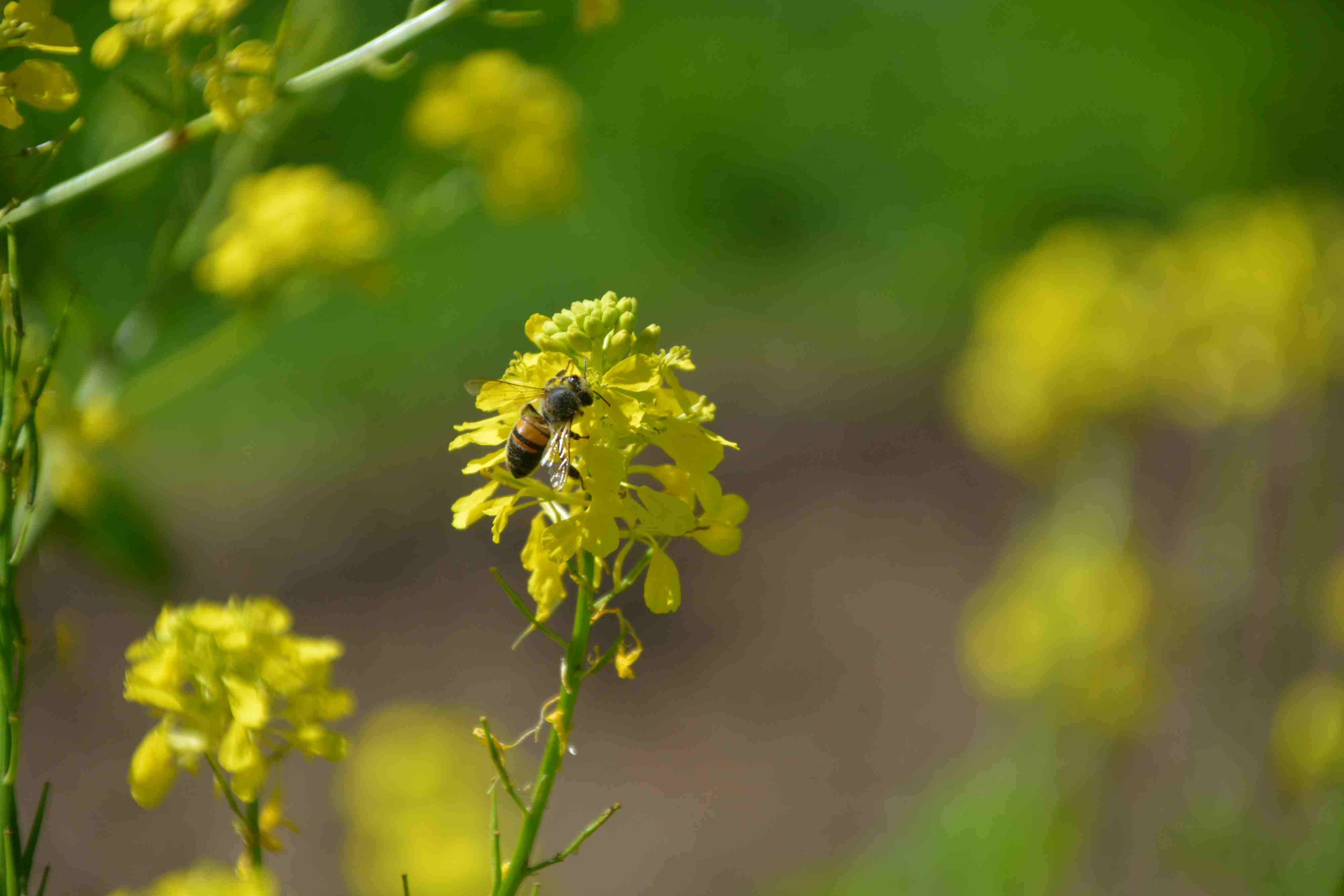Annexe Moutarde plante mellifère.JPG