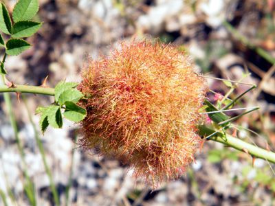 Annexe églantier - galle - bédéguar ou barbe de st pierre.jpg