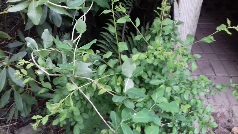 Annexe 20200428_175055.jpg