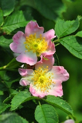 Annexe rosa Canina.jpg