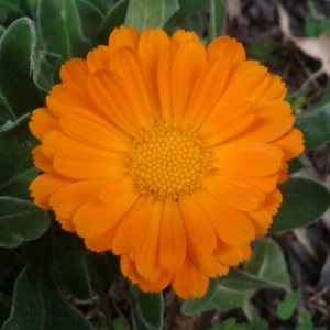 Annexe img_000218021CRS.jpg