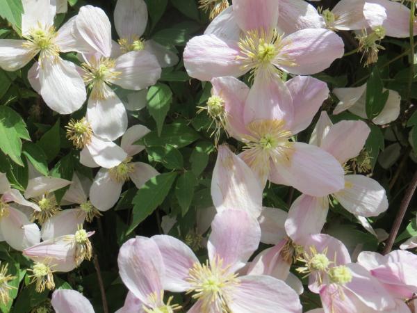 Annexe img 002272283L.jpg