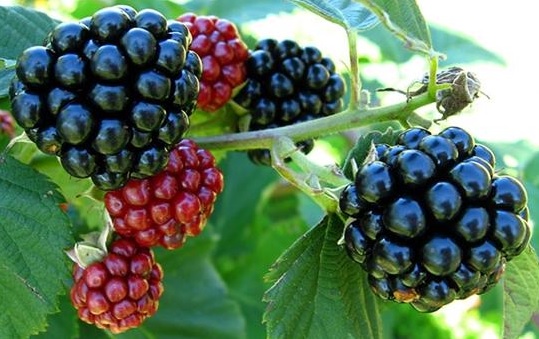 Annexe Mûres sauvages.jpg