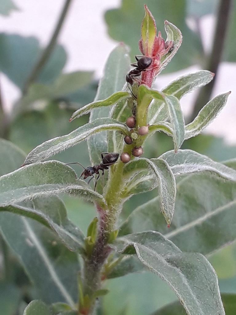Annexe Fourmis et pucerons sur Gaura Lindheimeri .jpg