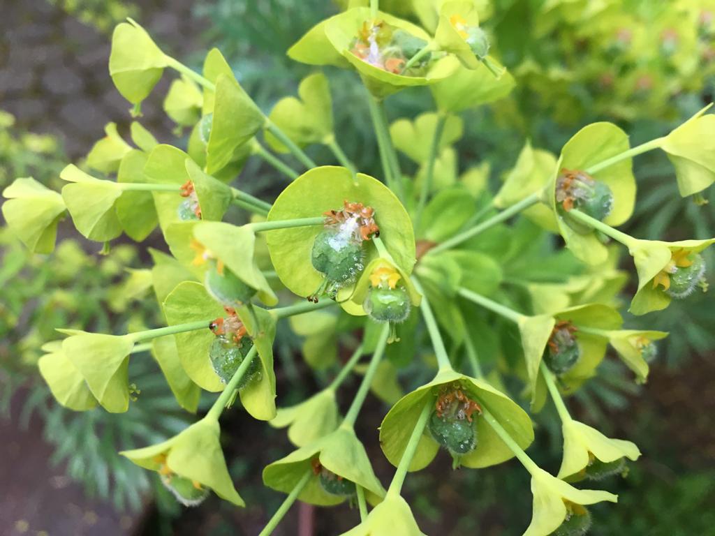 Annexe euphorbe characias.jpeg