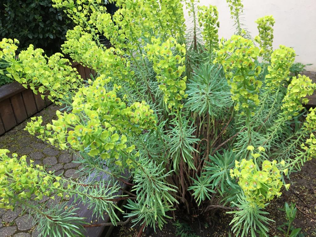 Annexe euphorbe.jpeg