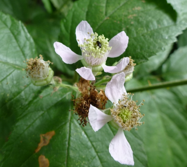 Annexe img 000162075L.jpg