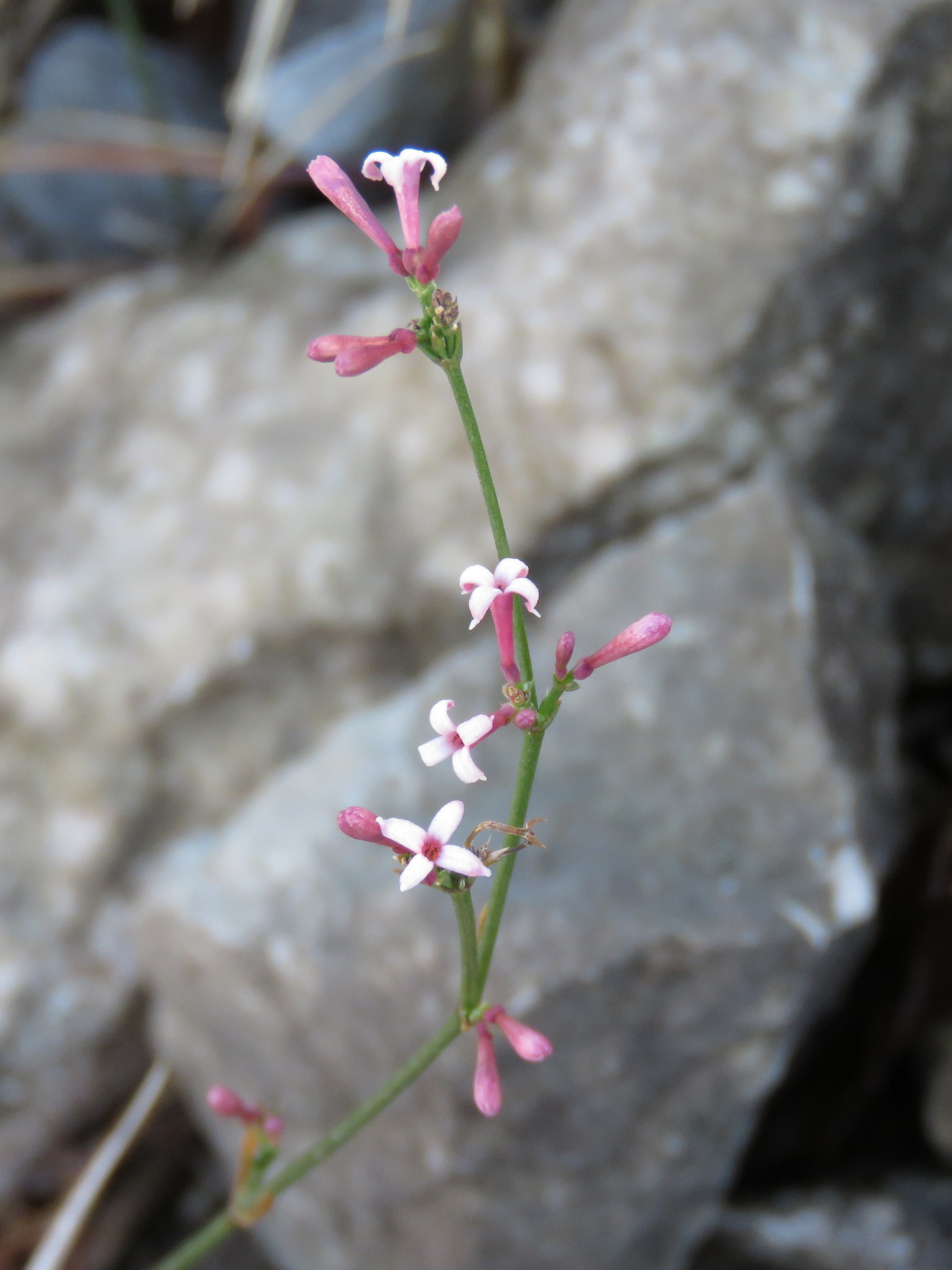 Annexe Asperula cynanchica.jpg