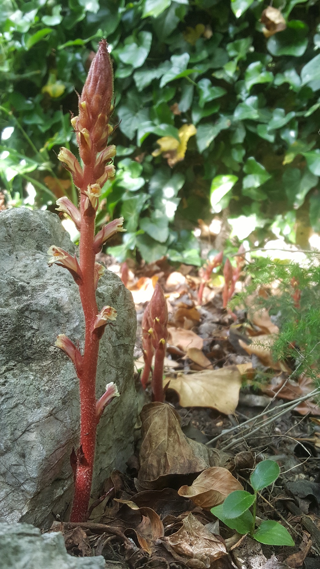 Annexe 20200501_173624.jpg