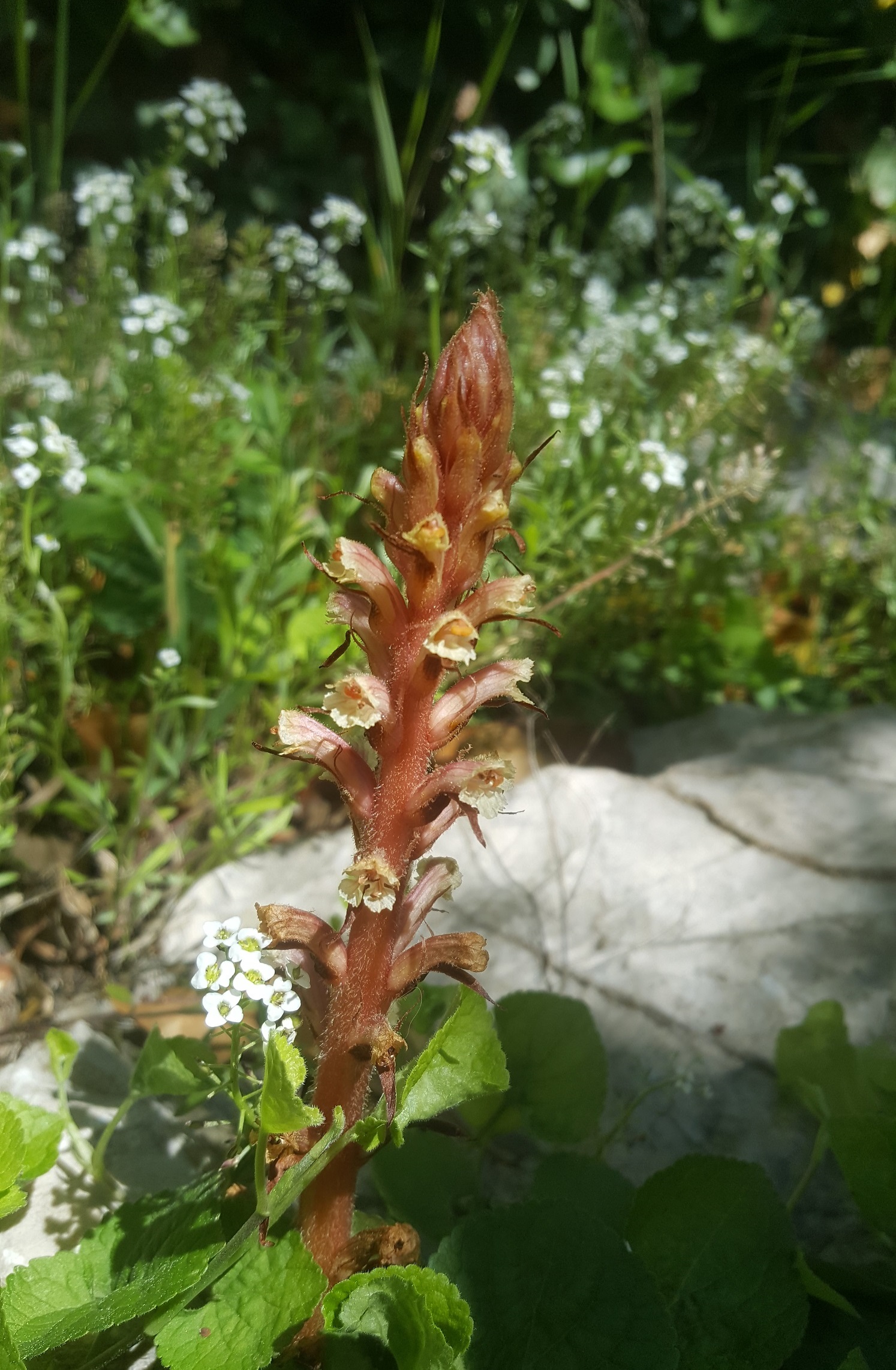 Annexe 20200502_152133.jpg