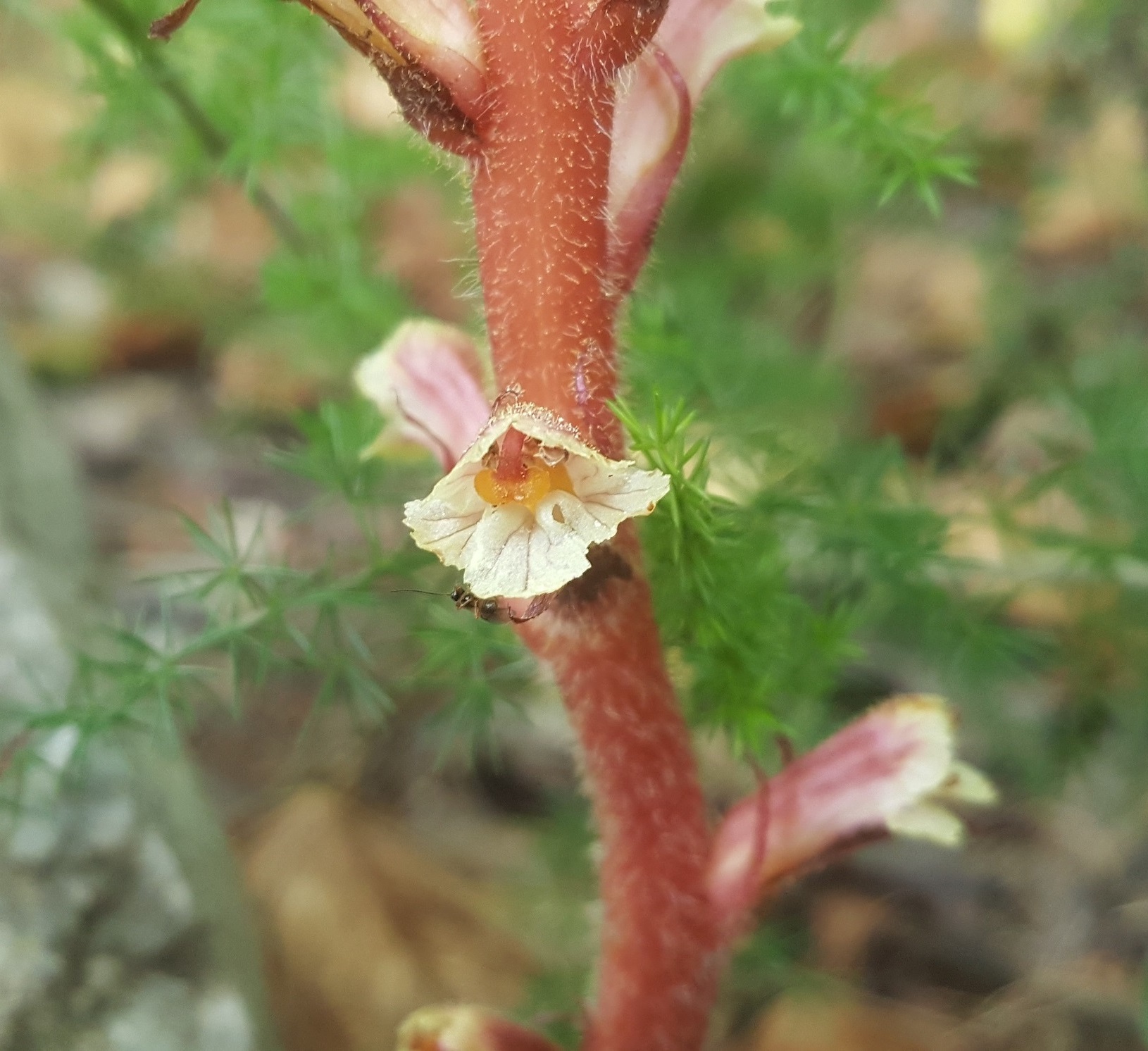 Annexe orobanche fleur tige.jpg