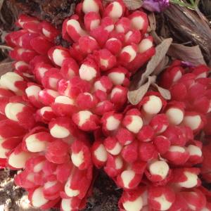 Annexe Cytinus ruber Fritsch.jpg