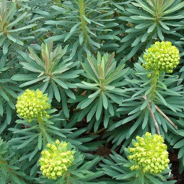 Annexe Euphorbia charicas (euphorbe).jpg