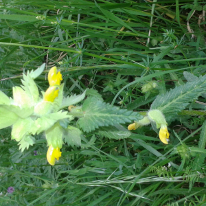 Annexe Photo de pictoflora.jpg