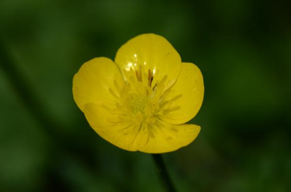 ranunculus