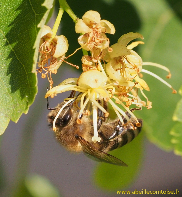 abeille sur fleur de tilleul