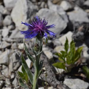 centaurée