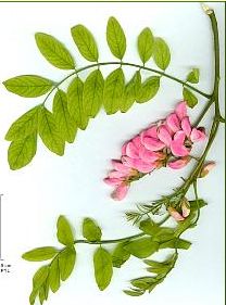 Robinia pseudo-acacia