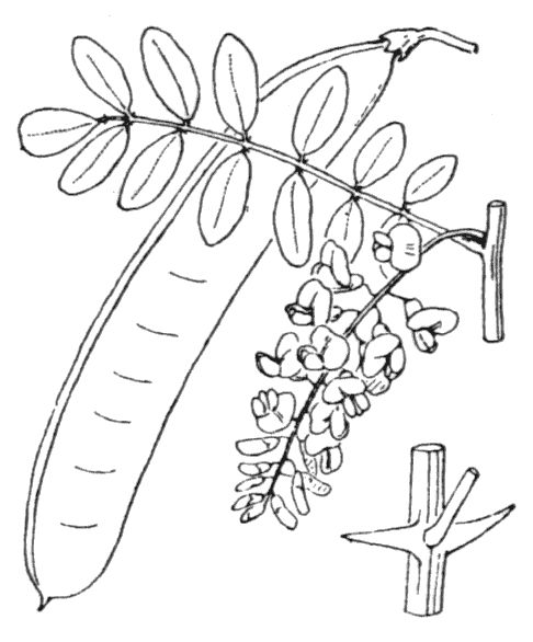 Robinia pseudo-acacia