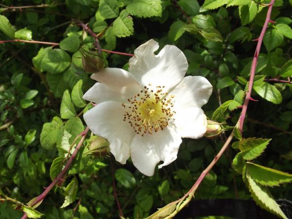 Rosa arvensis