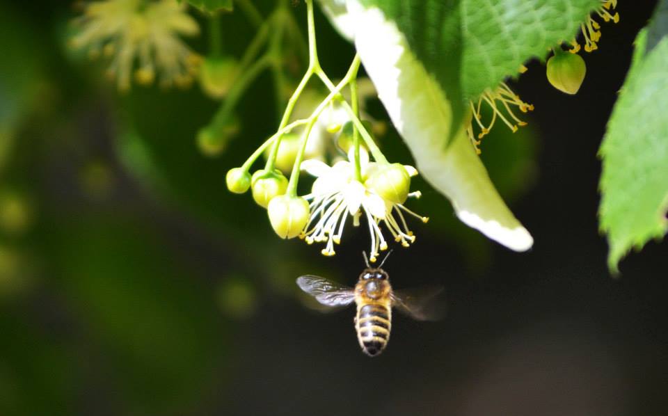tilleul et pollinisateur
