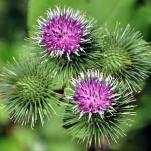 Grande Badiane (Arctium lappa)