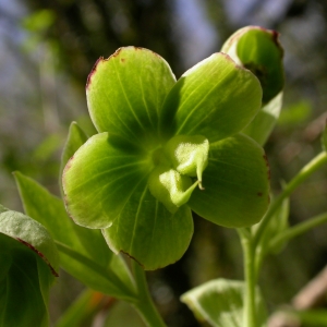 hellébores foetidus