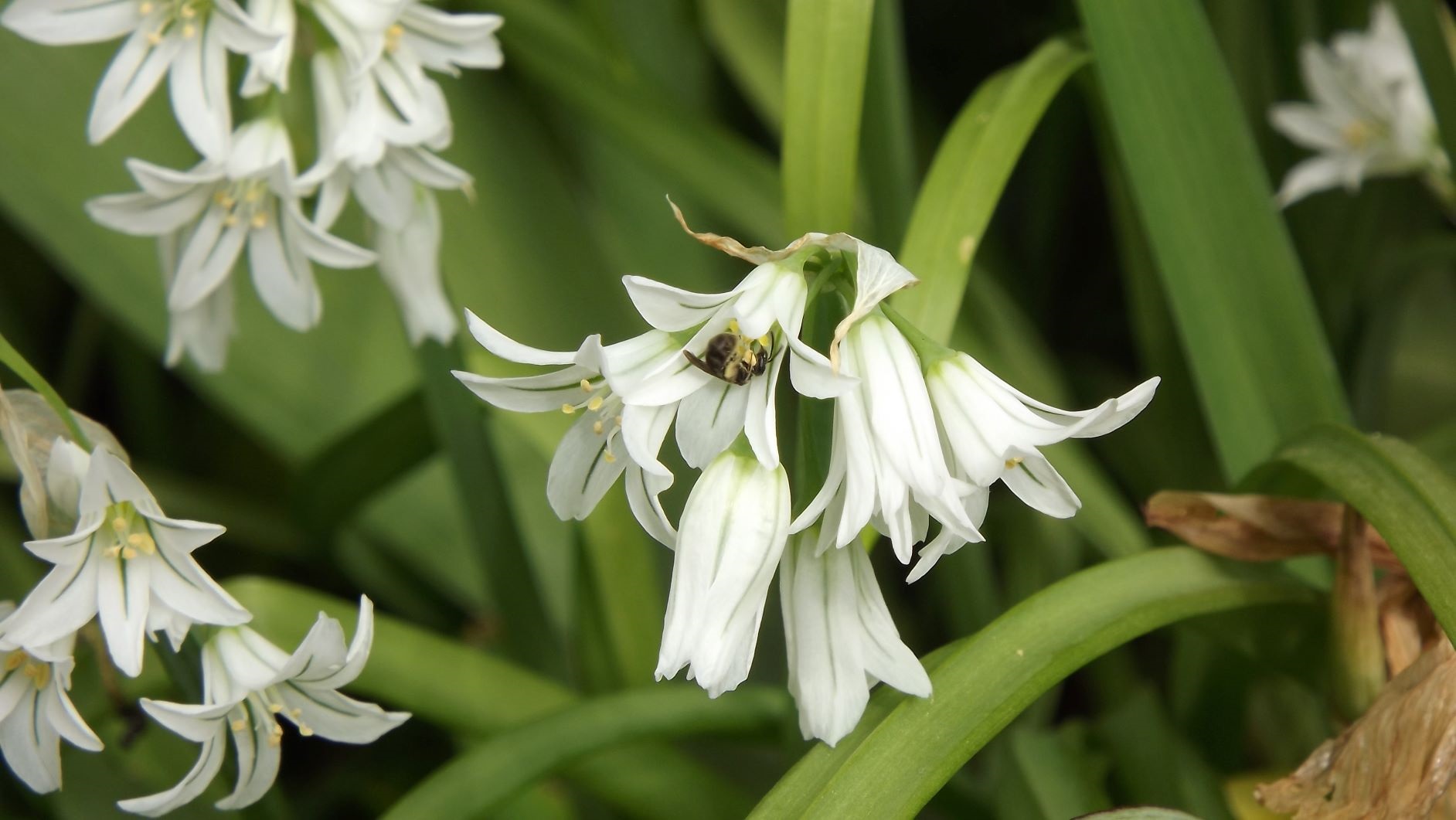 Allium triquetrum et pollinisateur