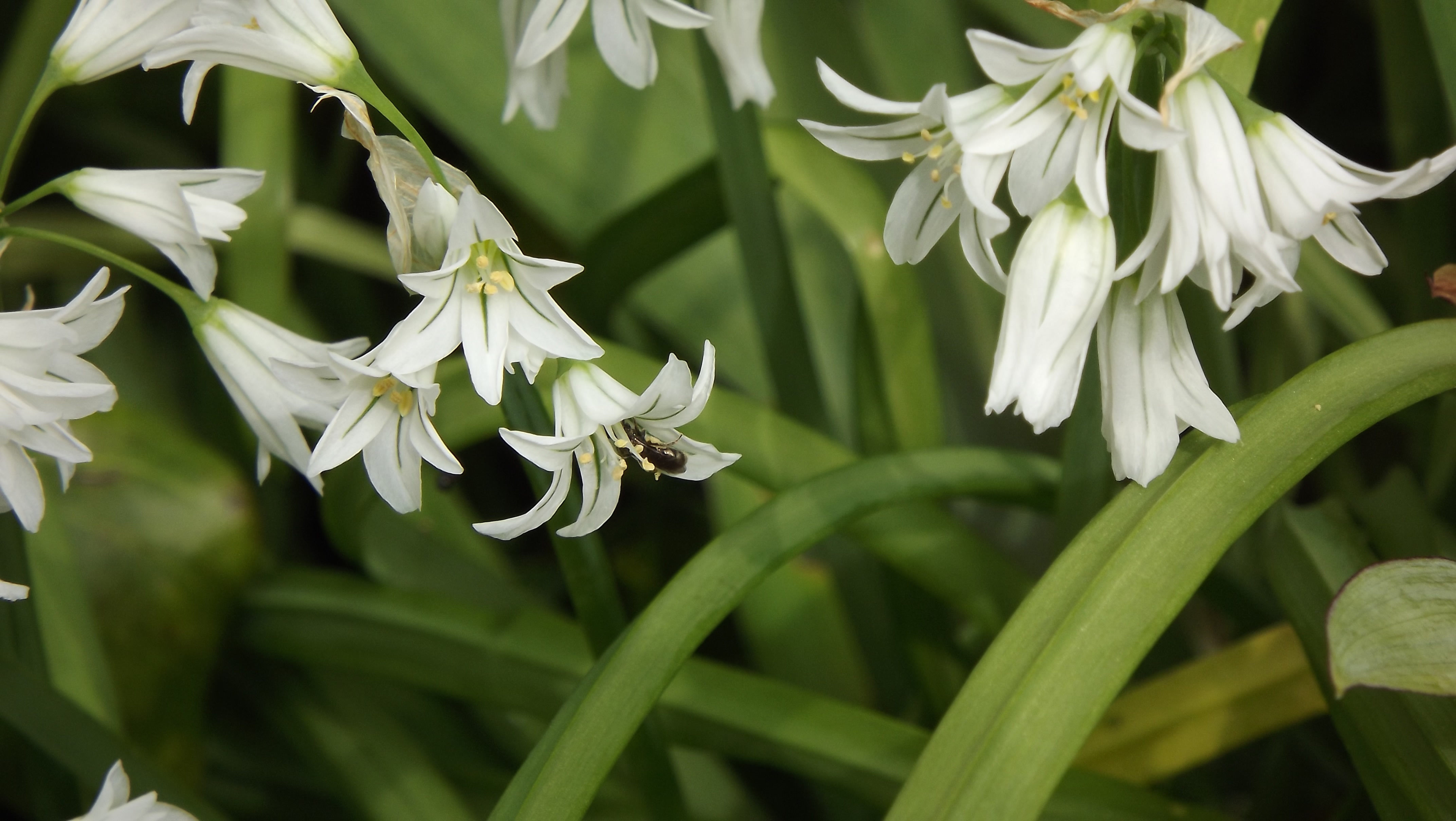 Allium triquetrum et pollinisateur