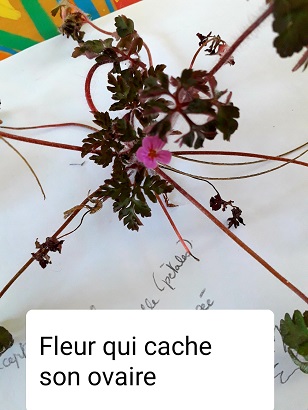 une toute petite fleur mauve parmi beauocup de feuilles. On veoit à peine les étamines.