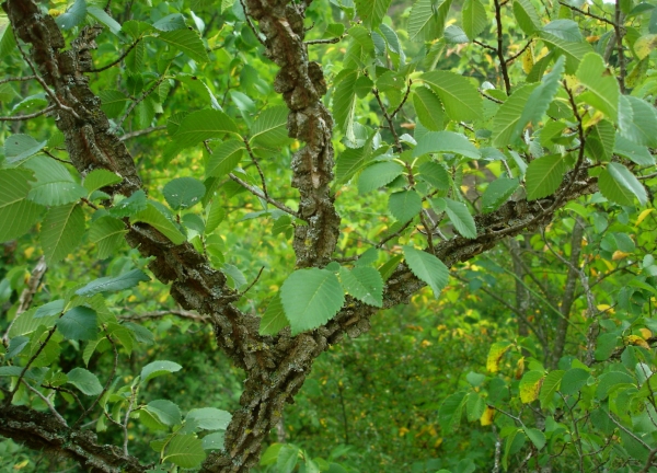 Rameau d'orme champêtre