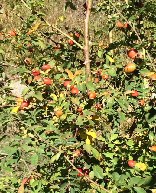 Cynoorrhodons , fruits de l'Eglantier/Rosa canina