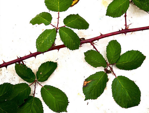 épine et feuille de roncier