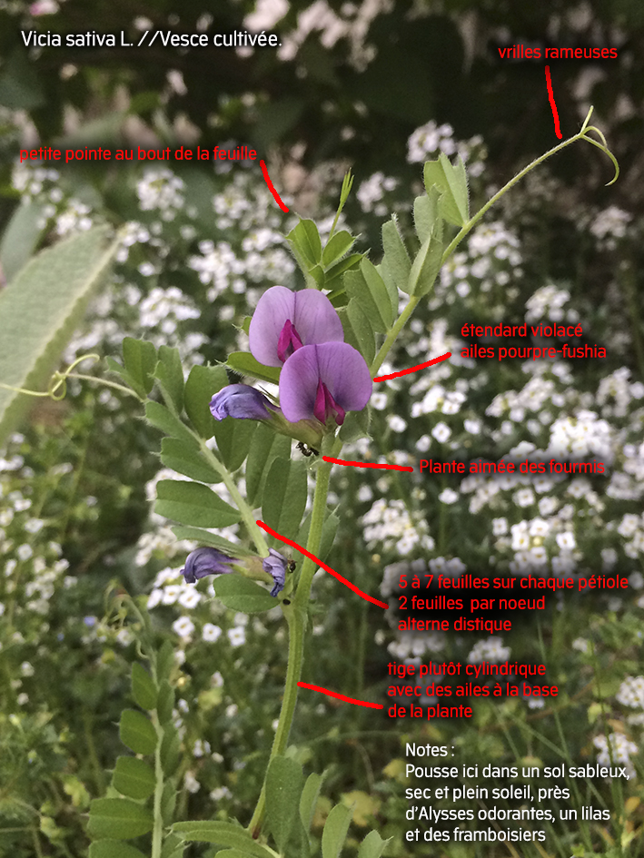 Vicia sativa L. //Vesce cultivée entourée d'Alysses odorantes en fleur sous un lilas en fleur