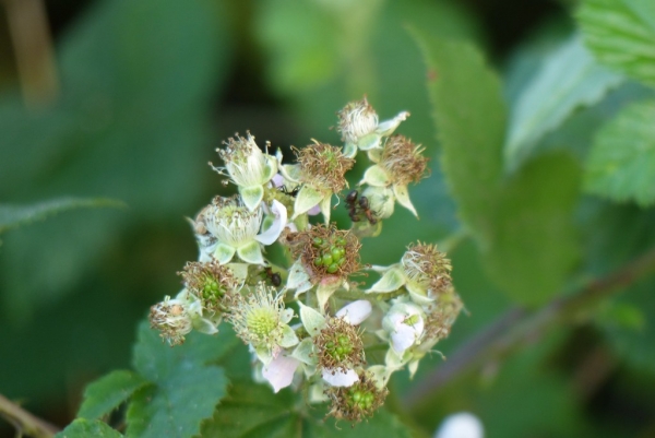 Le mûrier sauvage ou ronce