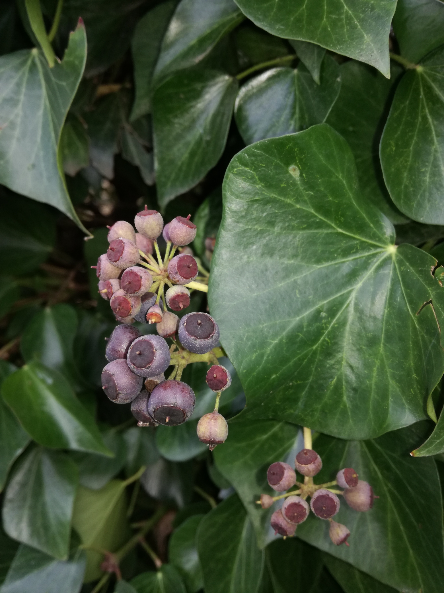 Hedera helix