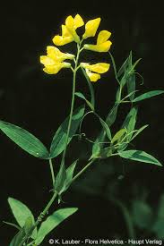 vese (lathyrus pratensis)
