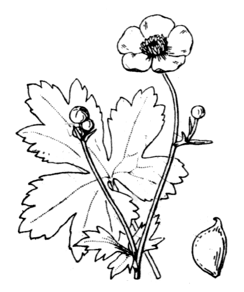 Dessin ranunculus acris