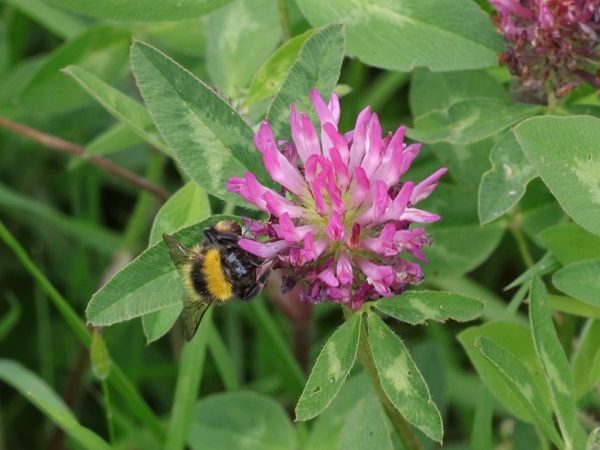 trifoliumLes trèfles sont des plantes herbacées de la famille des Fabacées, appartenant au genre Trifolium