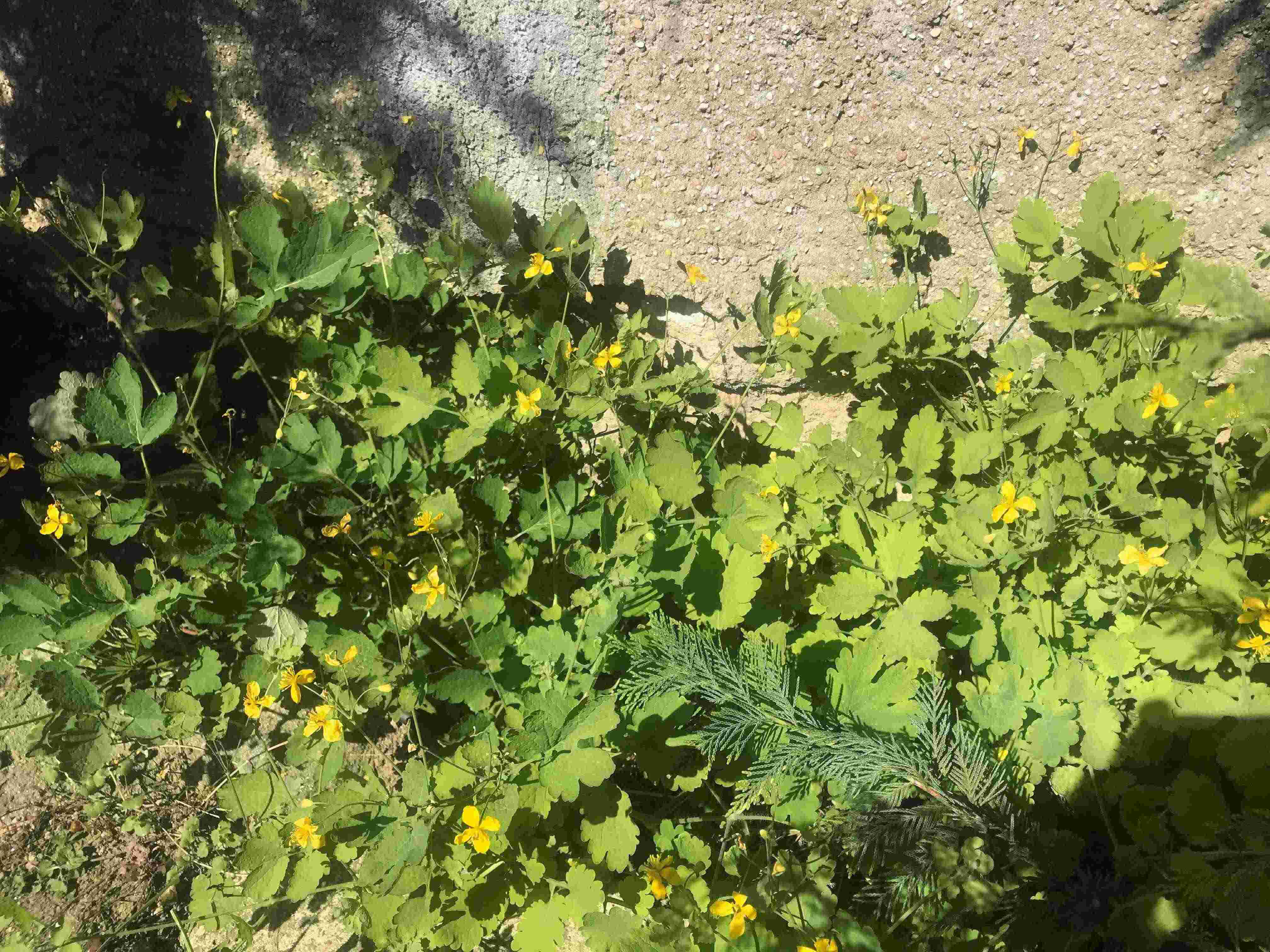 Annexe IMG_4187-2.JPG