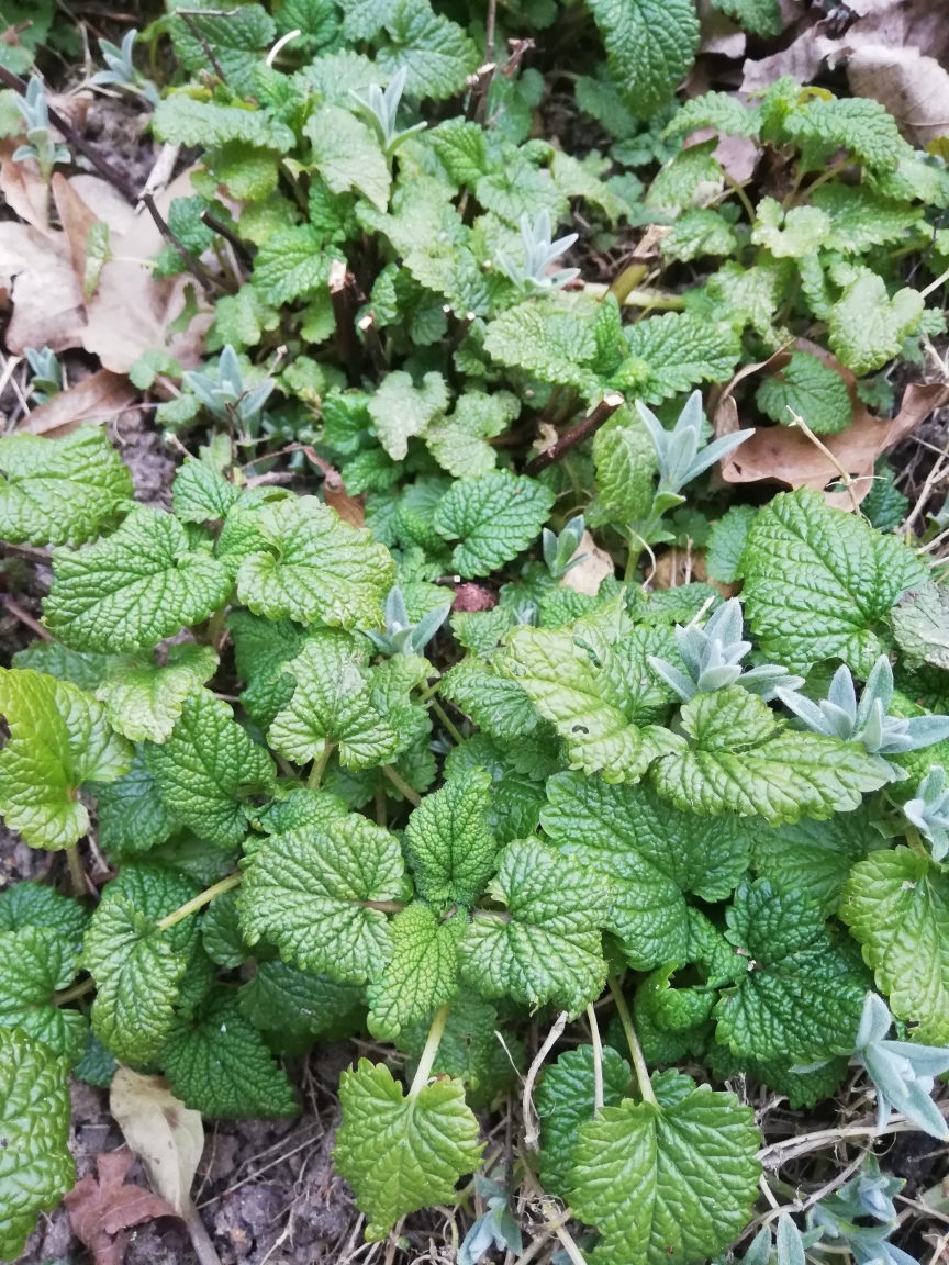 Annexe IMG_20200402_201516_resized_20200402_081904507.jpg