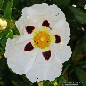 Annexe img_000178115CRS.jpg