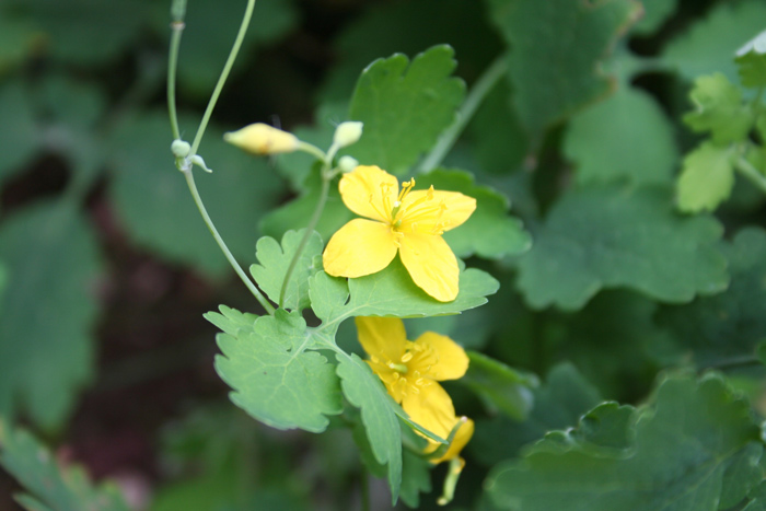 Annexe Chelidonium-majus2.jpg