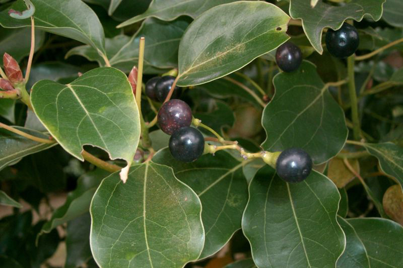 Annexe camphrier_1.jpg