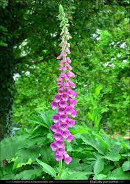 Annexe digitale.jfif